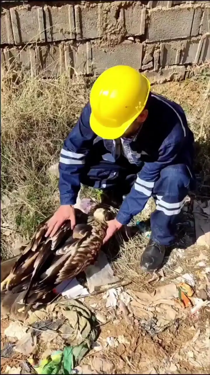 ببینید / برق گرفتگی در پرندگان به چه شکل اتفاق می‌افتد؟