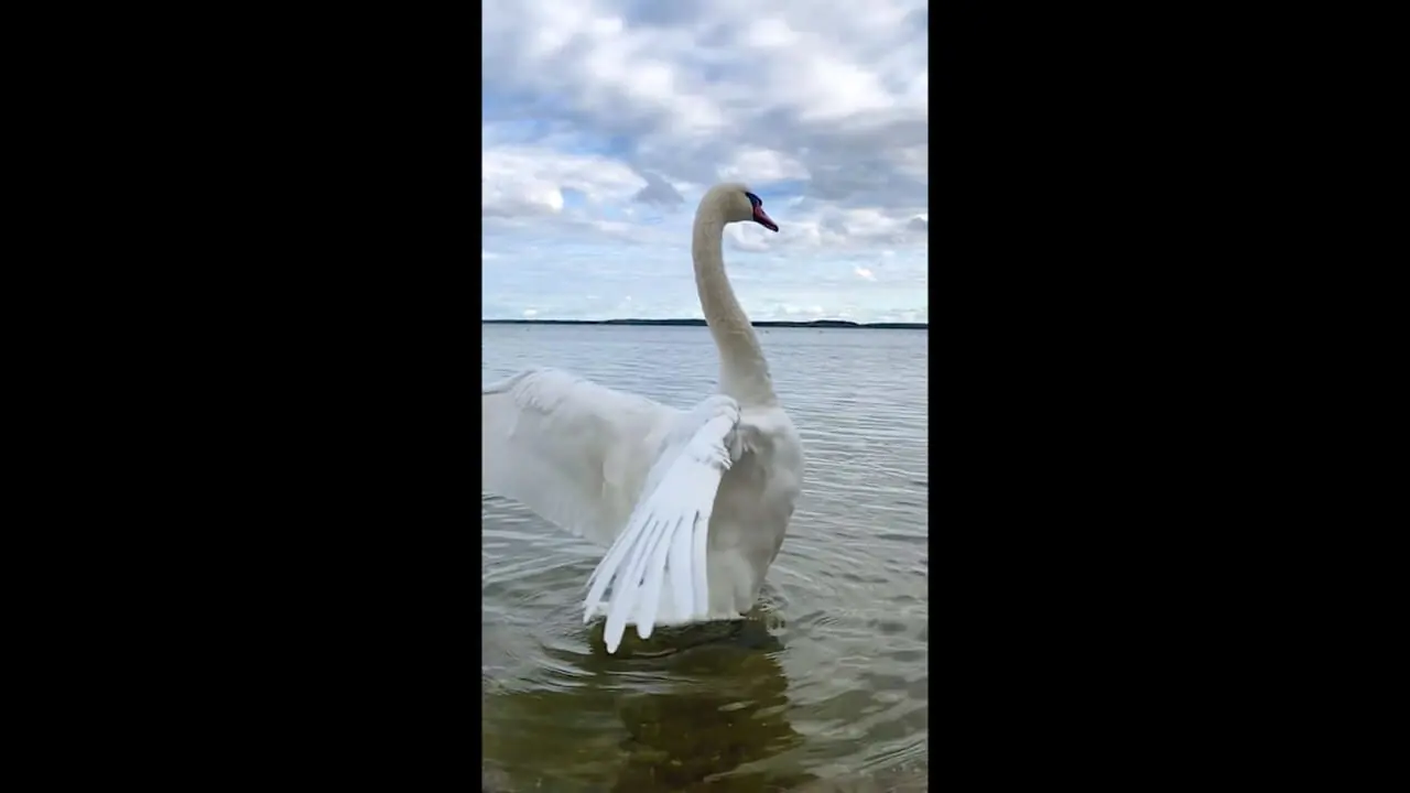 رقص قو در آب + فیلم