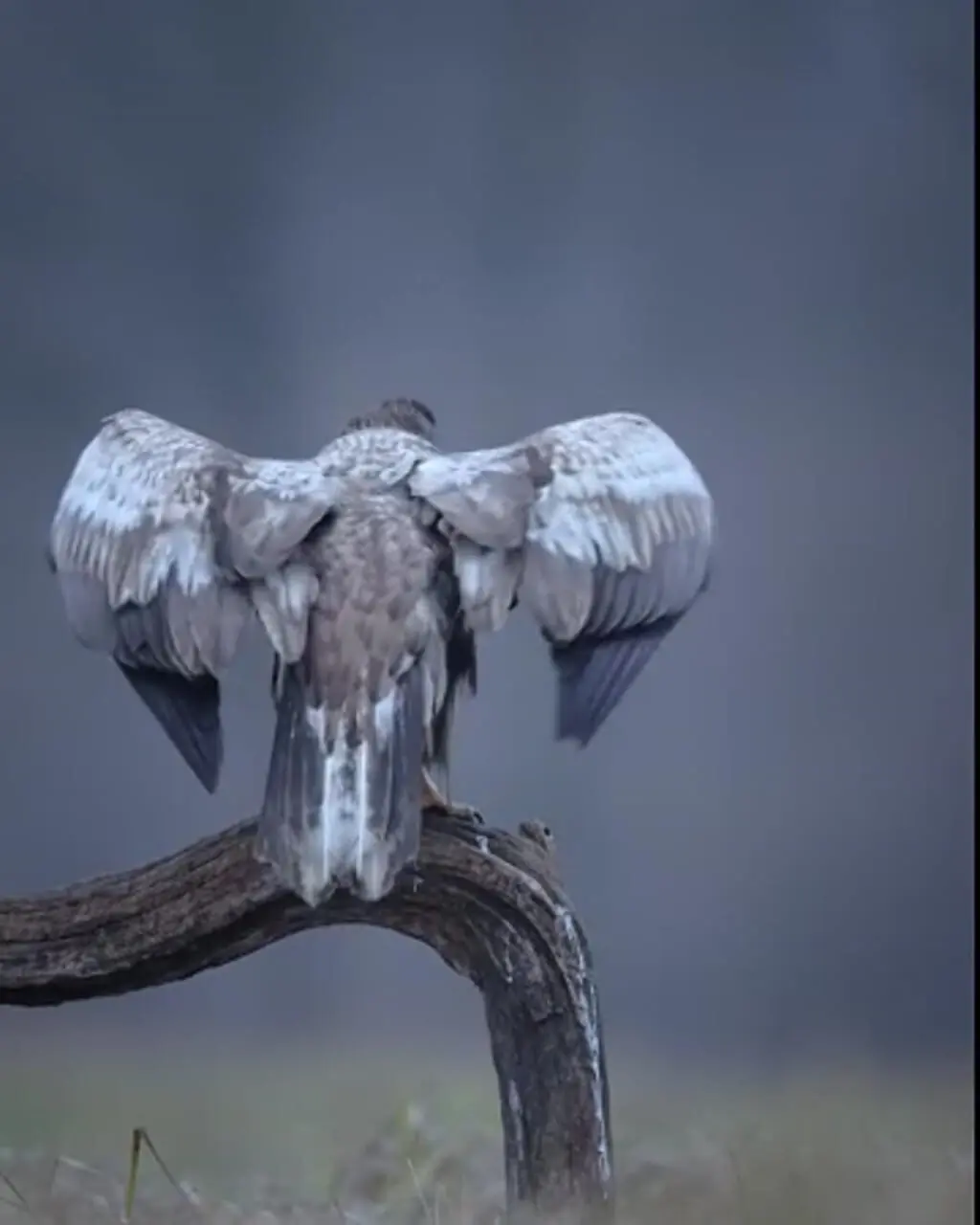ابهت عقاب دم سفید که یکی از چهار نماینده بزرگ پرندگان شکاری است