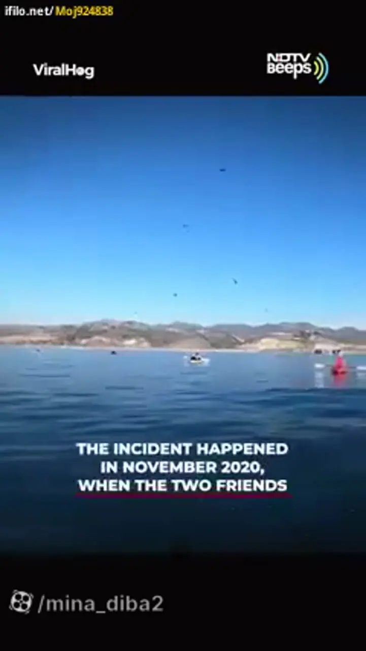 فیلم وحشتناک از بلعیده شدن چند لحظه ای دو قایقران توسط نهنگ
