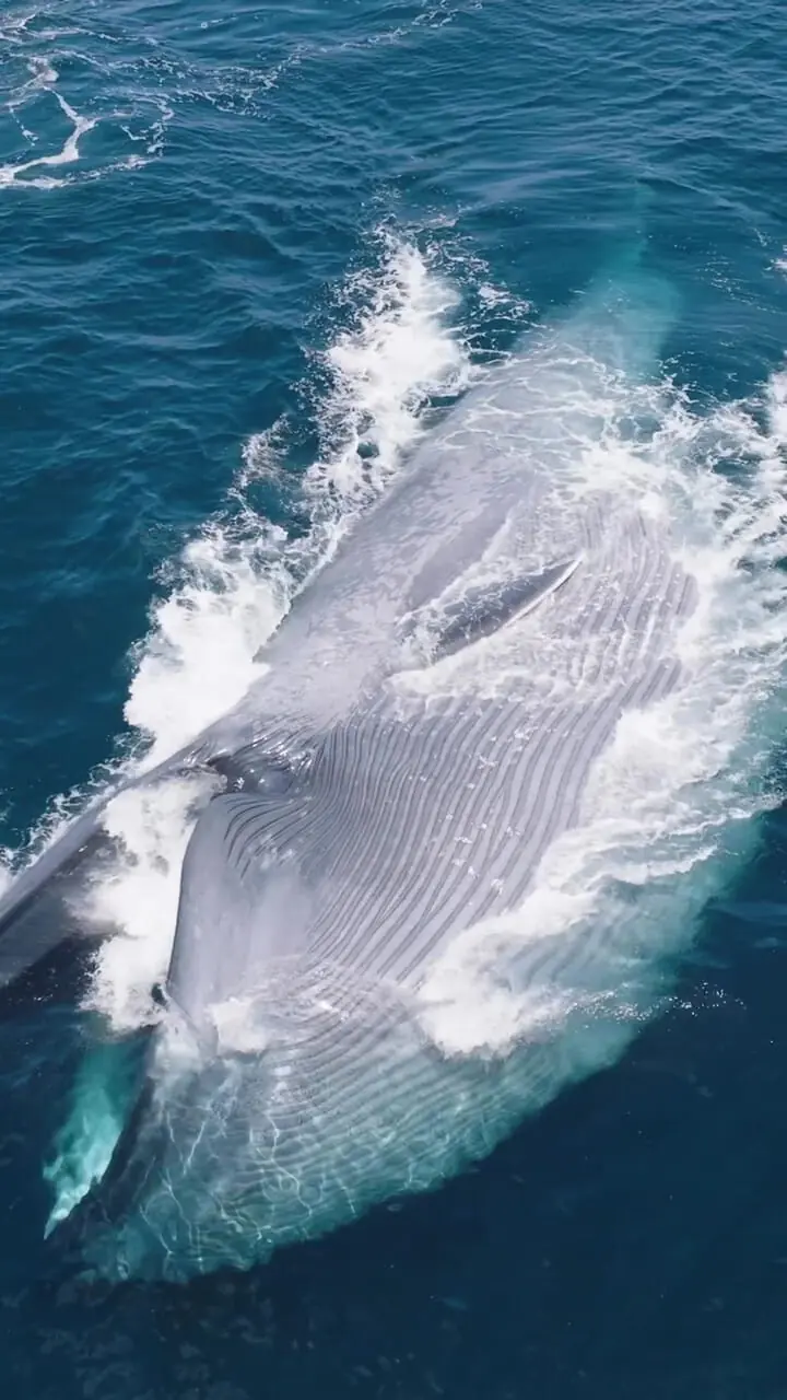 فیلم رقص زیبای نهنگ در اب‌های اقیانوس