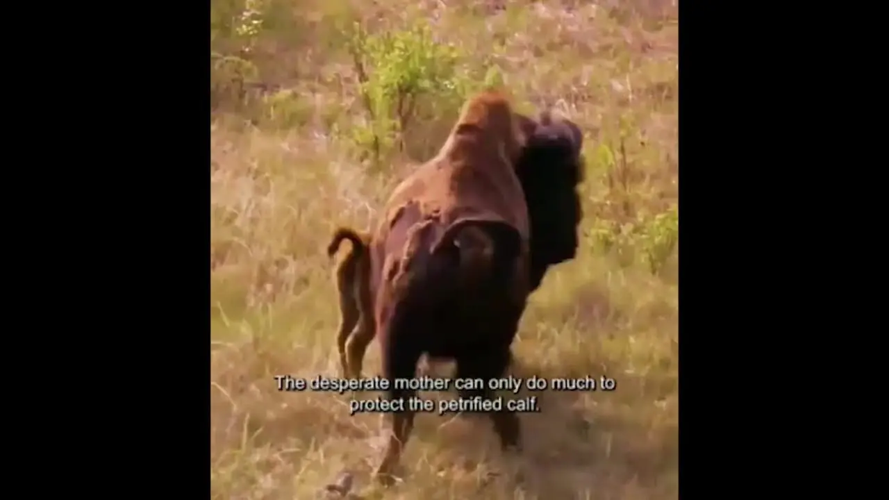 فیلم گرگ‌ها در تعقیب گاو و گوساله گاومیش 