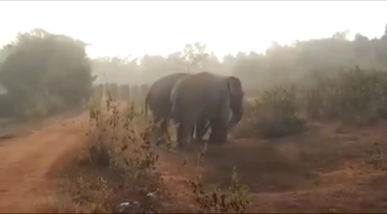 فیلم عجیب از ضربه زدن فیل بالغ به بچه فیل 