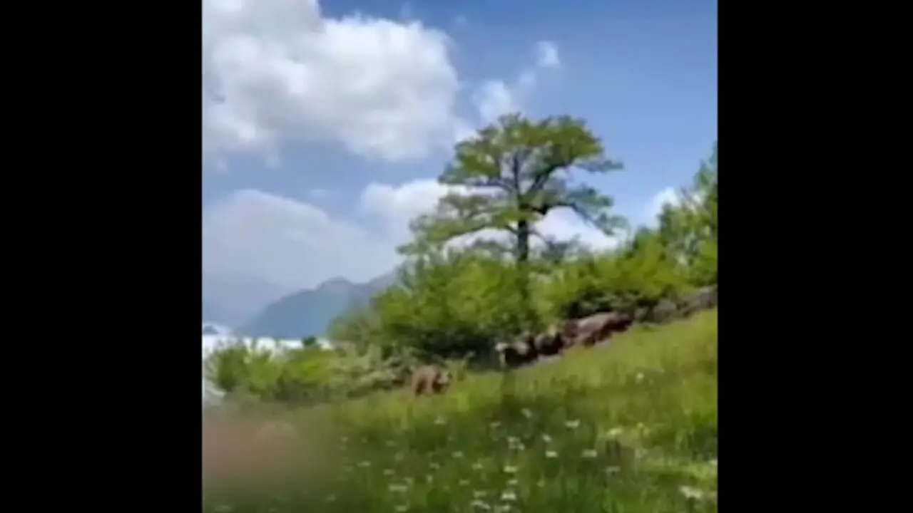 ویدئویی از بچه خرس‌های قهوه‌ای در پارک ملی گلستان + فیلم 