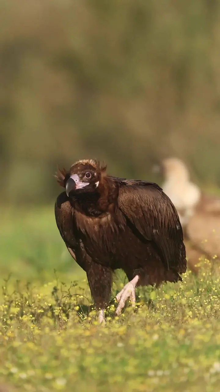 ابهت کرکس سیاه یا کرکس قهوه ای گونه ای از پرندگان شکاری هستند