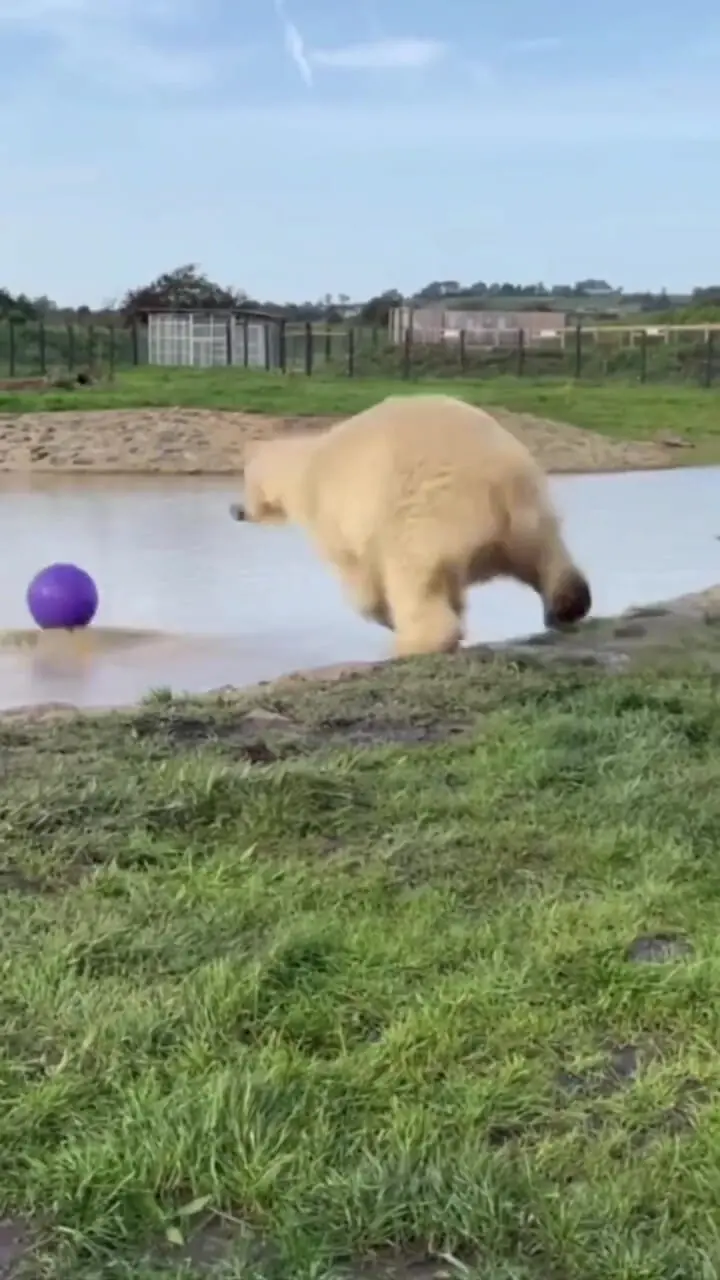توپ بازی خرس سفید در برکه
