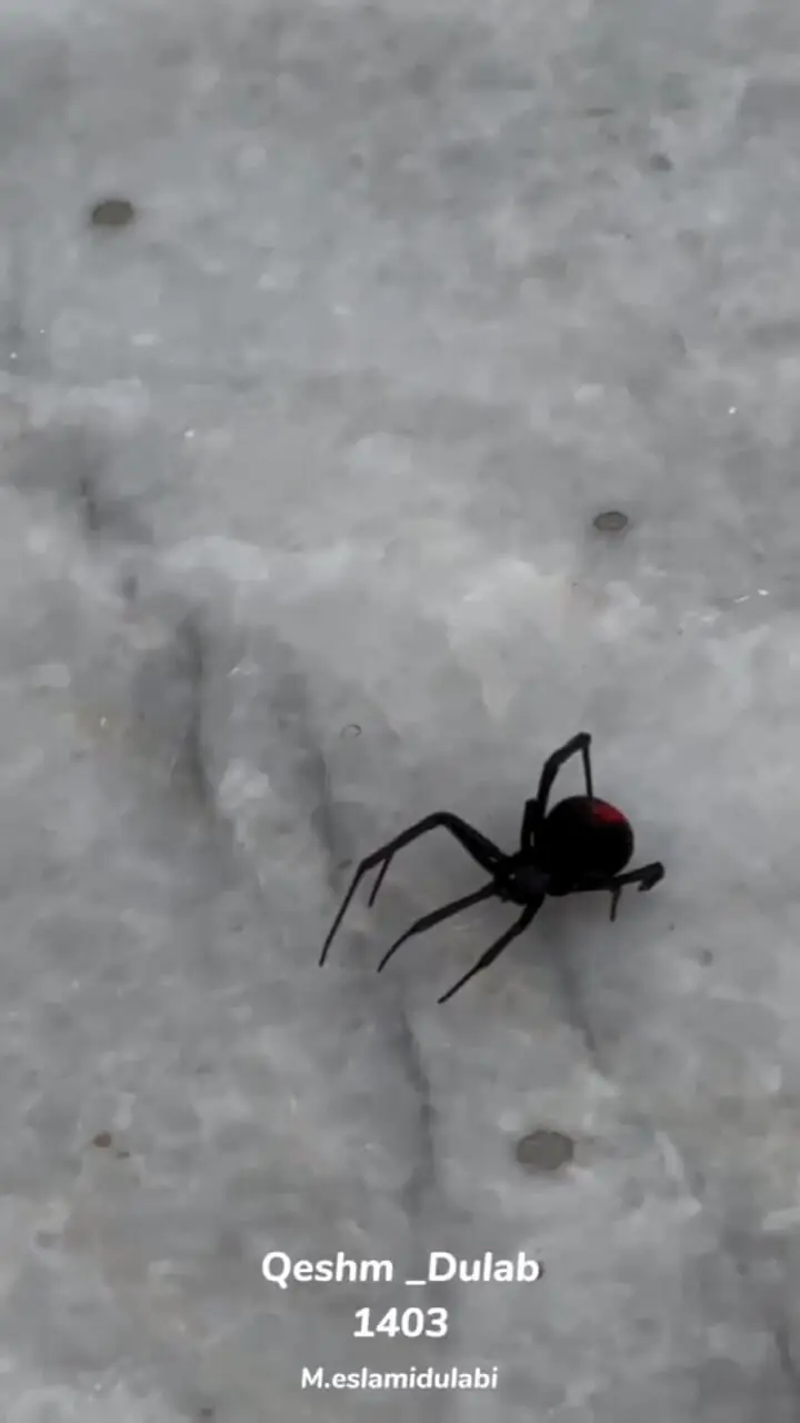مشاهده بیوه سیاه یکی از سمی ترین عنکبوت های دنیا در جزیره قشم
