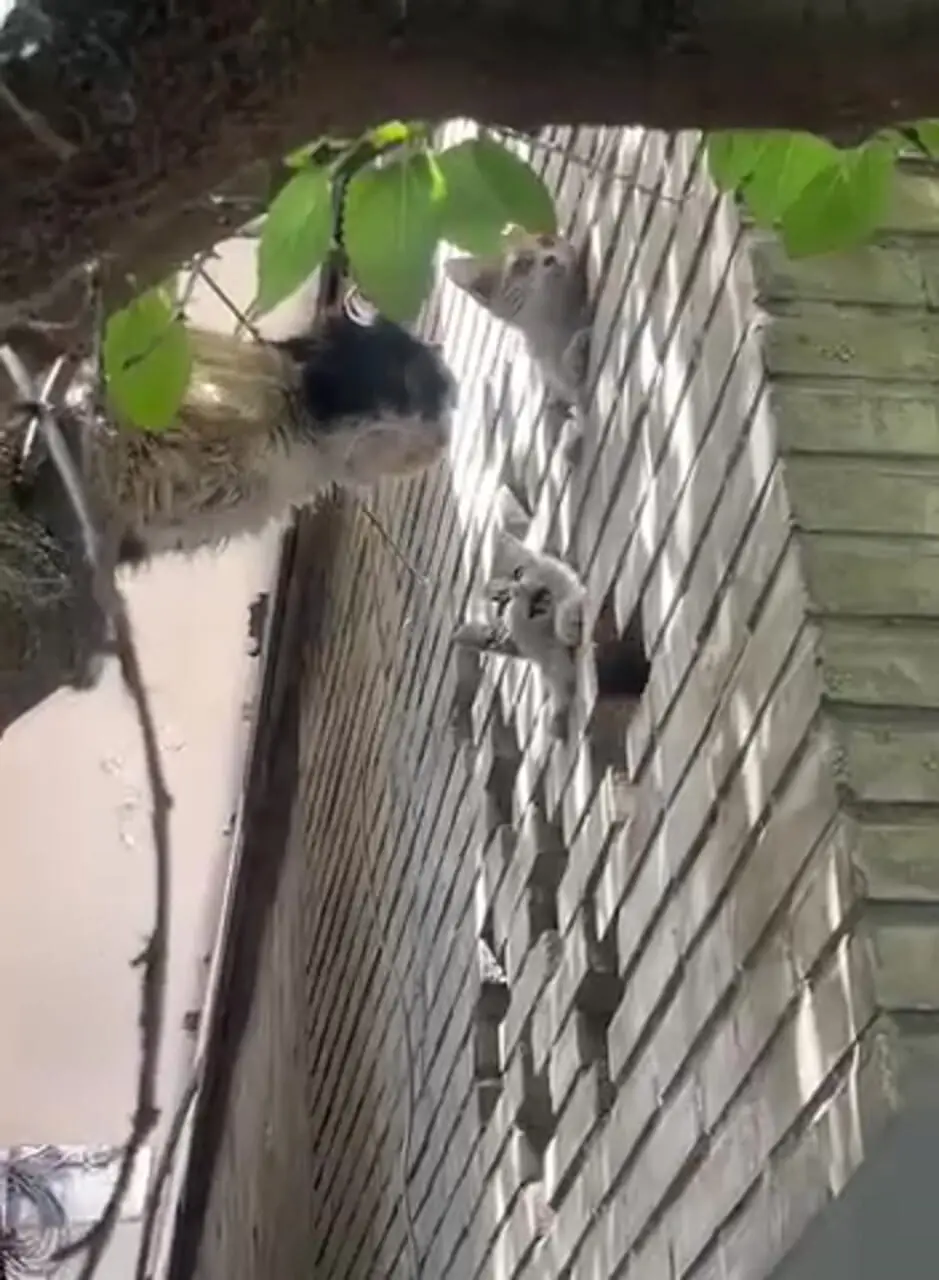 ببینید/ صحنه بامزه بیرون آمدن چند بچه گربه از سوراخ های دیوار در نزدیکی بیمارستان شریعتی