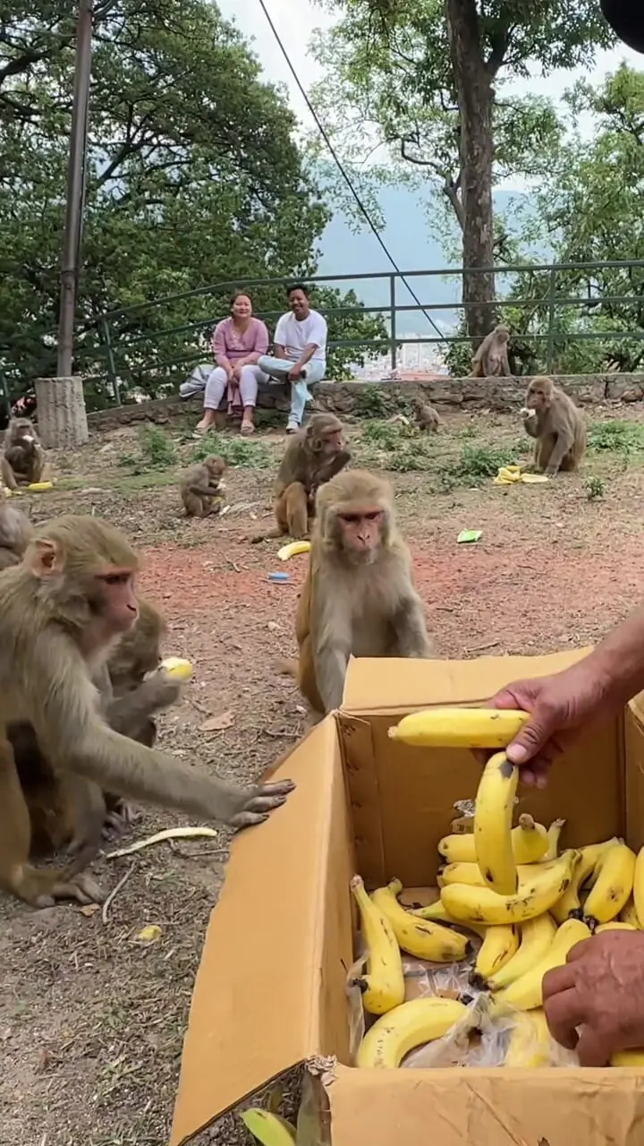 میمون های موز ندیده!! + فیلم تعجب آور