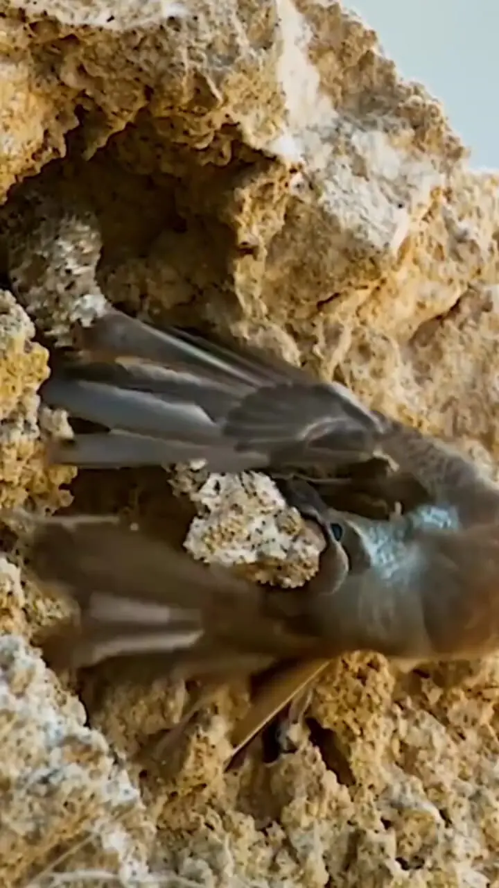 شکارباورنکردنی یک گنجشک توسط مار در دل کوه سنگی+ فیلم 