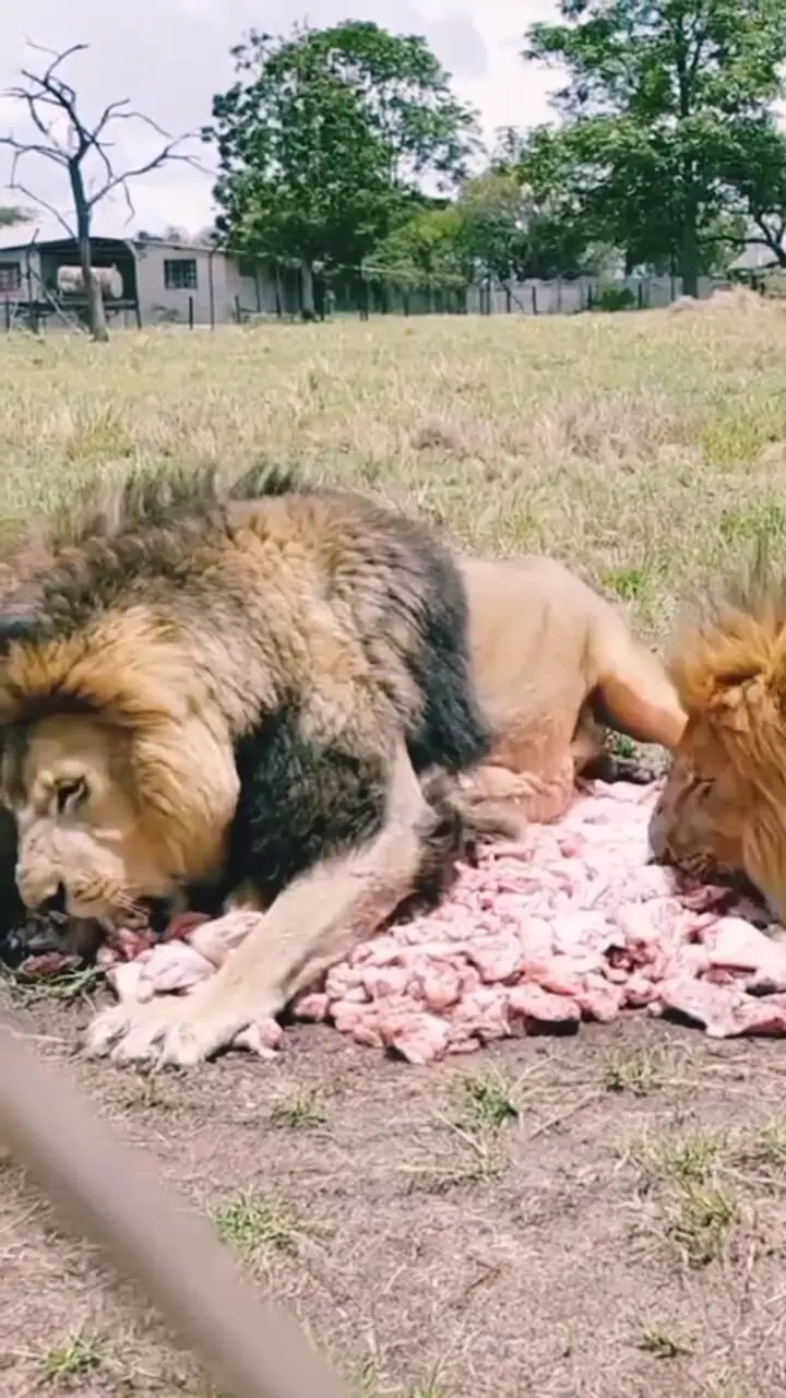 نبرد شیر ها سر غذا + فیلم