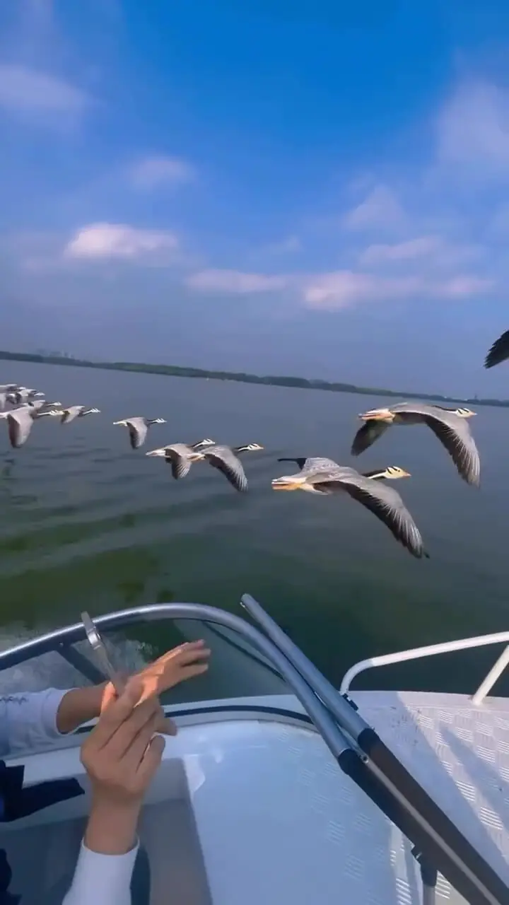 نظم دیدنی در پرواز کردن مرغ های دریایی + فیلم 