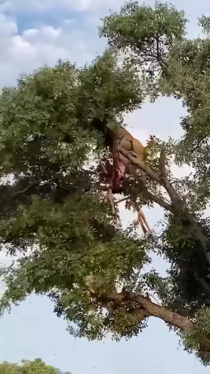 فیلم عجیب از جدال پلنگ و شیر ماده بر روی درخت 