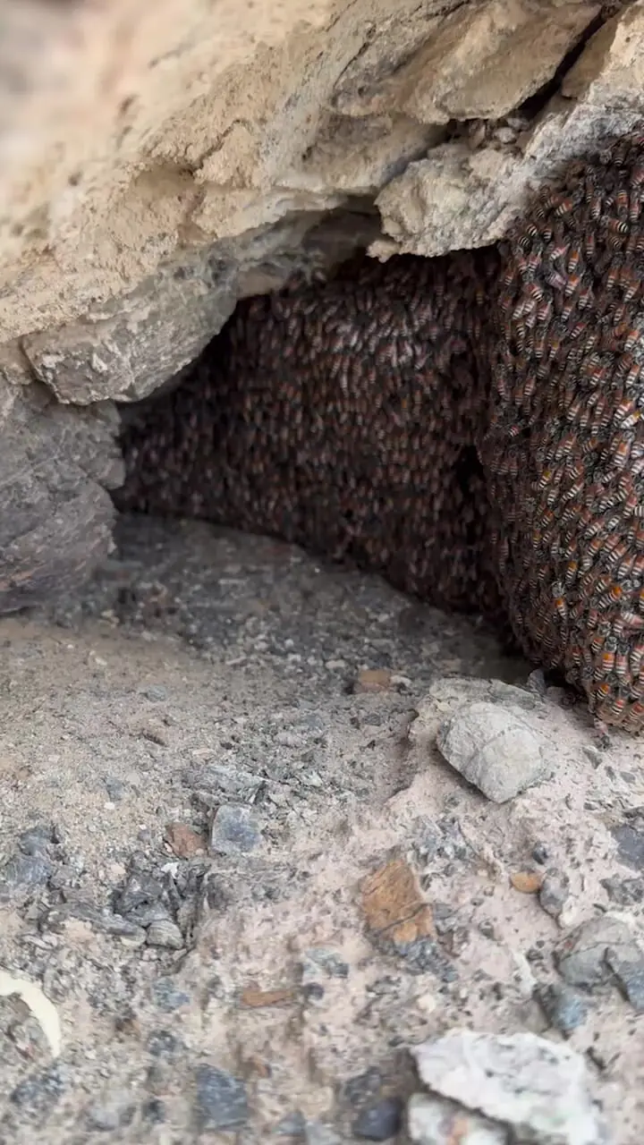کندو عسل زنبور های وحشی در میان سنگ 