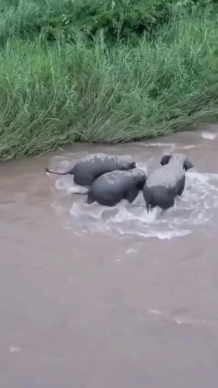نجات بچه فیل از سیلاب توسط مادرش 