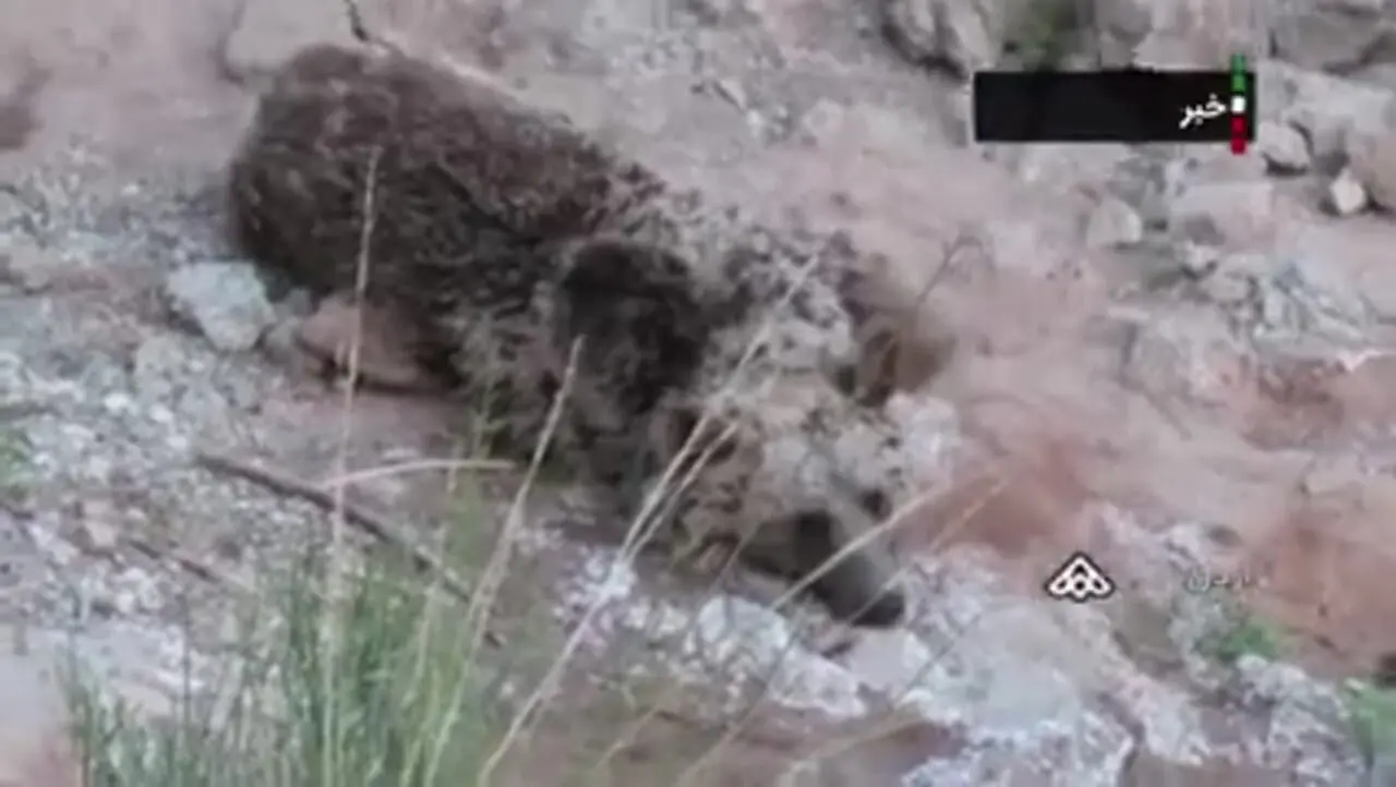 نجات خرس گیرافتاده در رودخانه روستای کاوند شهرستان اردل