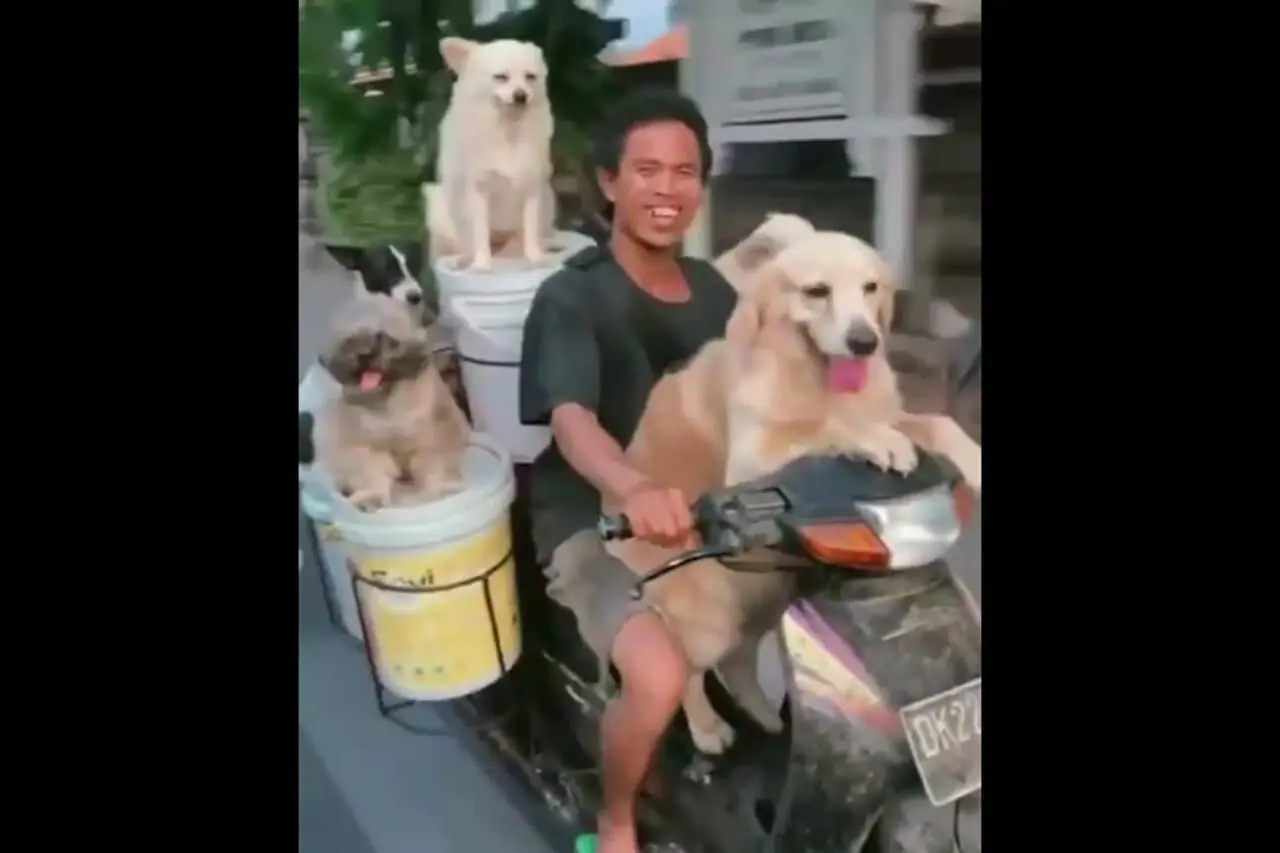 خوشحالی سگ ها از موتورسواری 