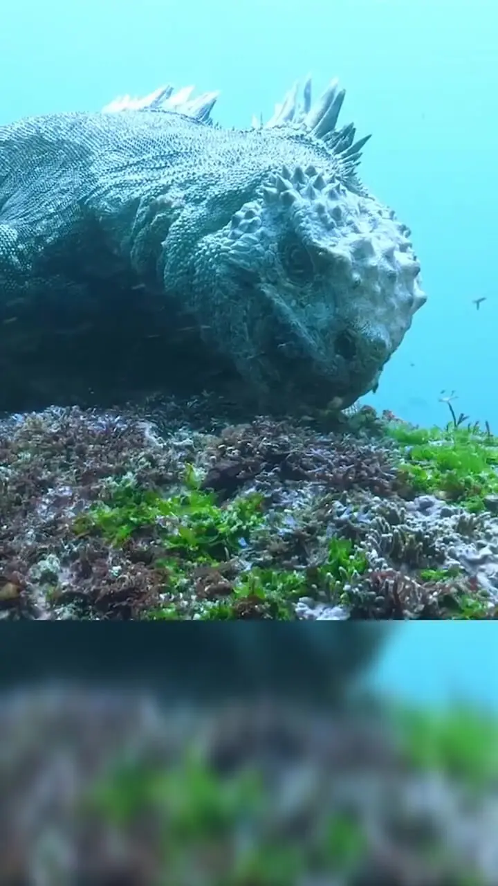 فیلمی از "ایگوانا" ابر حیوان دریایی که برای انسان خطرناک نیست