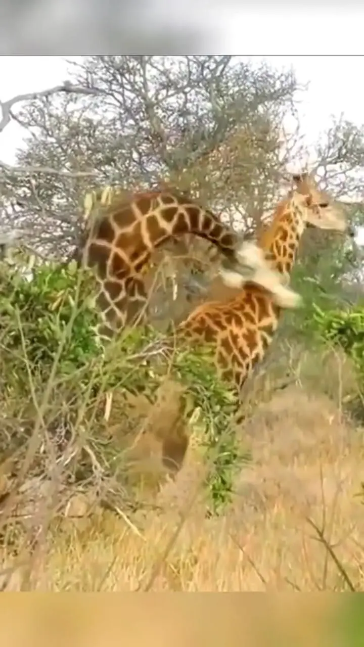 فیلم ضبط شده در حیات وحش از درگیری بین زرافه ها