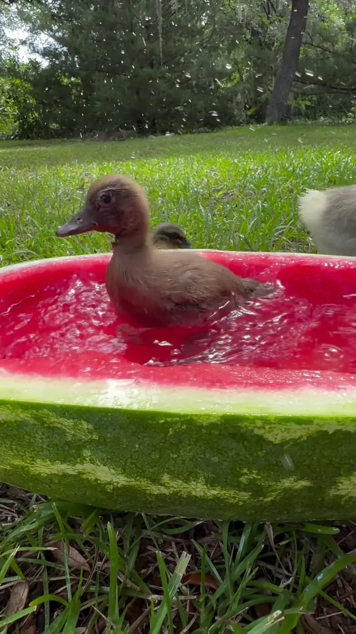 فیلم دیدنی از آب تنی جوجه اردک ها در هوای گرم