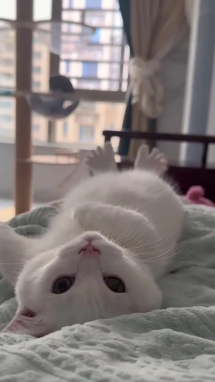 با دیدن این گربه بانمک روزتان را بسازید