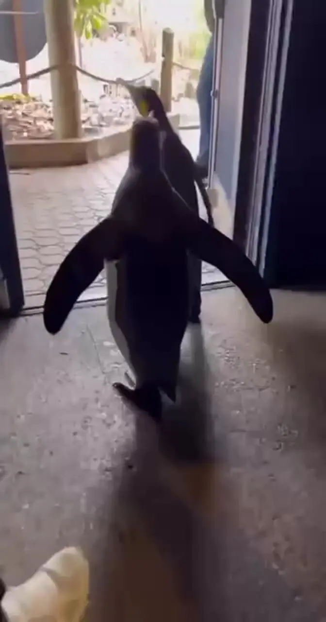 ببینید/ راه رفتن تماشایی پنگوئن ها 