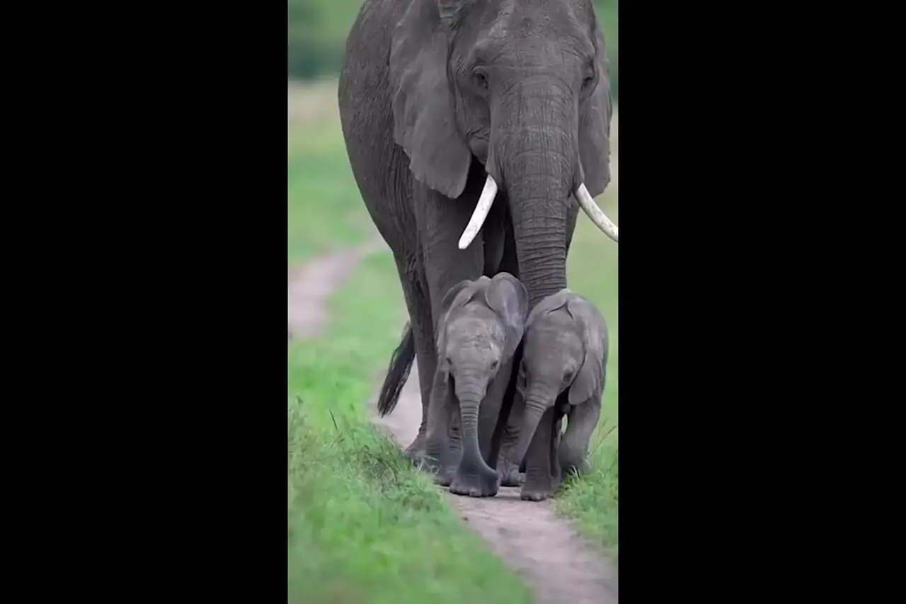 فیلم بچه فیل های بامزه همراه مادرشان