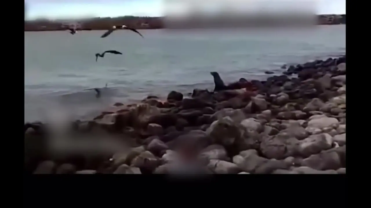 فیلم هولناک حمله وحشتناک کوسه به شیر دریایی