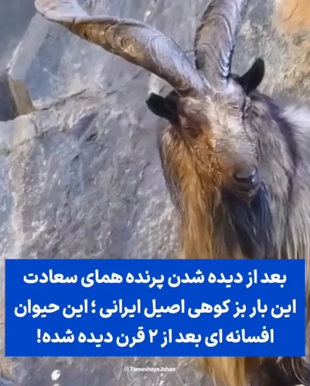 خبر جعلی دیده شدن بز کوهی نر اروندان بعد از ۲ قرن در کوه‌های البرز / این بز فقط در پاکستان است