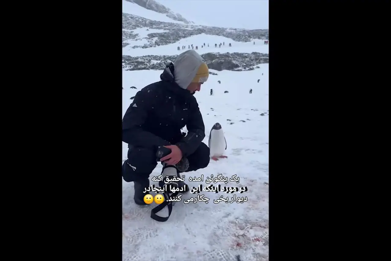 کنجکاوی پنگوئن از حضور عکاسان 