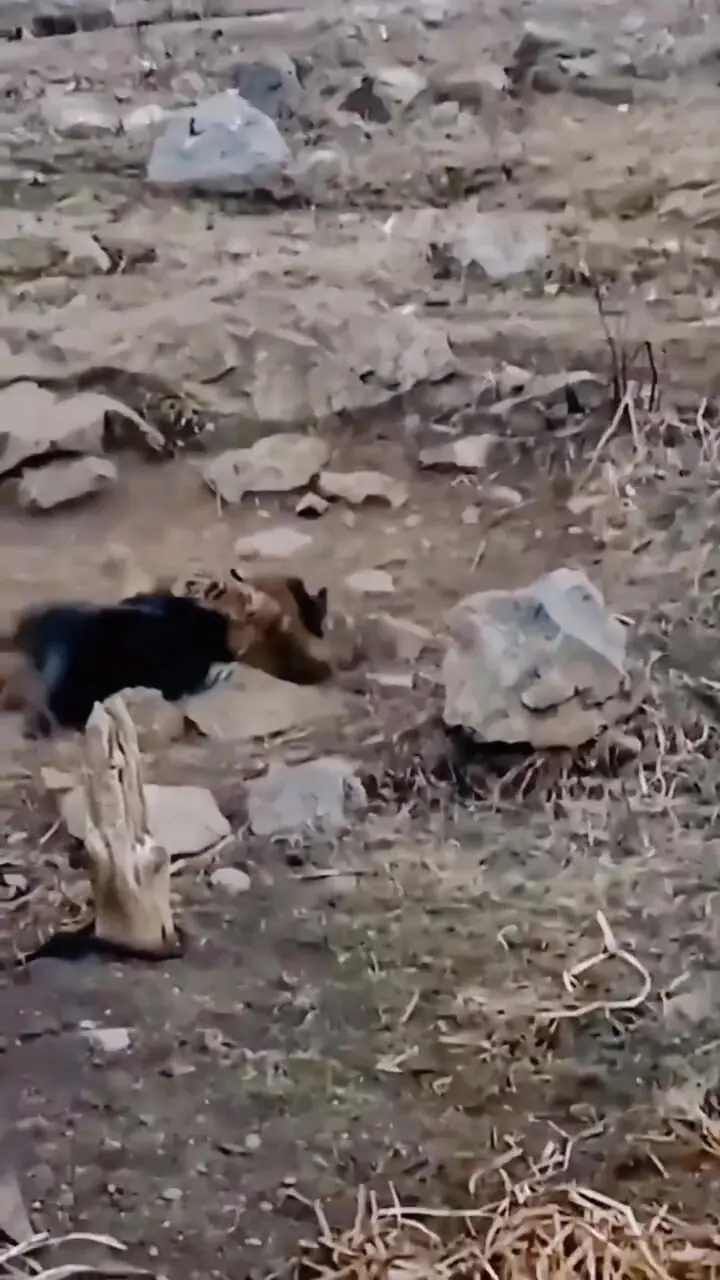 کشته شدن یوزپلنگ توسط سگ نگهبان 
