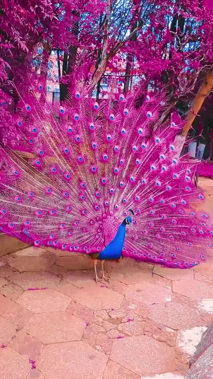 فیلم دیدنی از خودنمایی طاووس زیبا