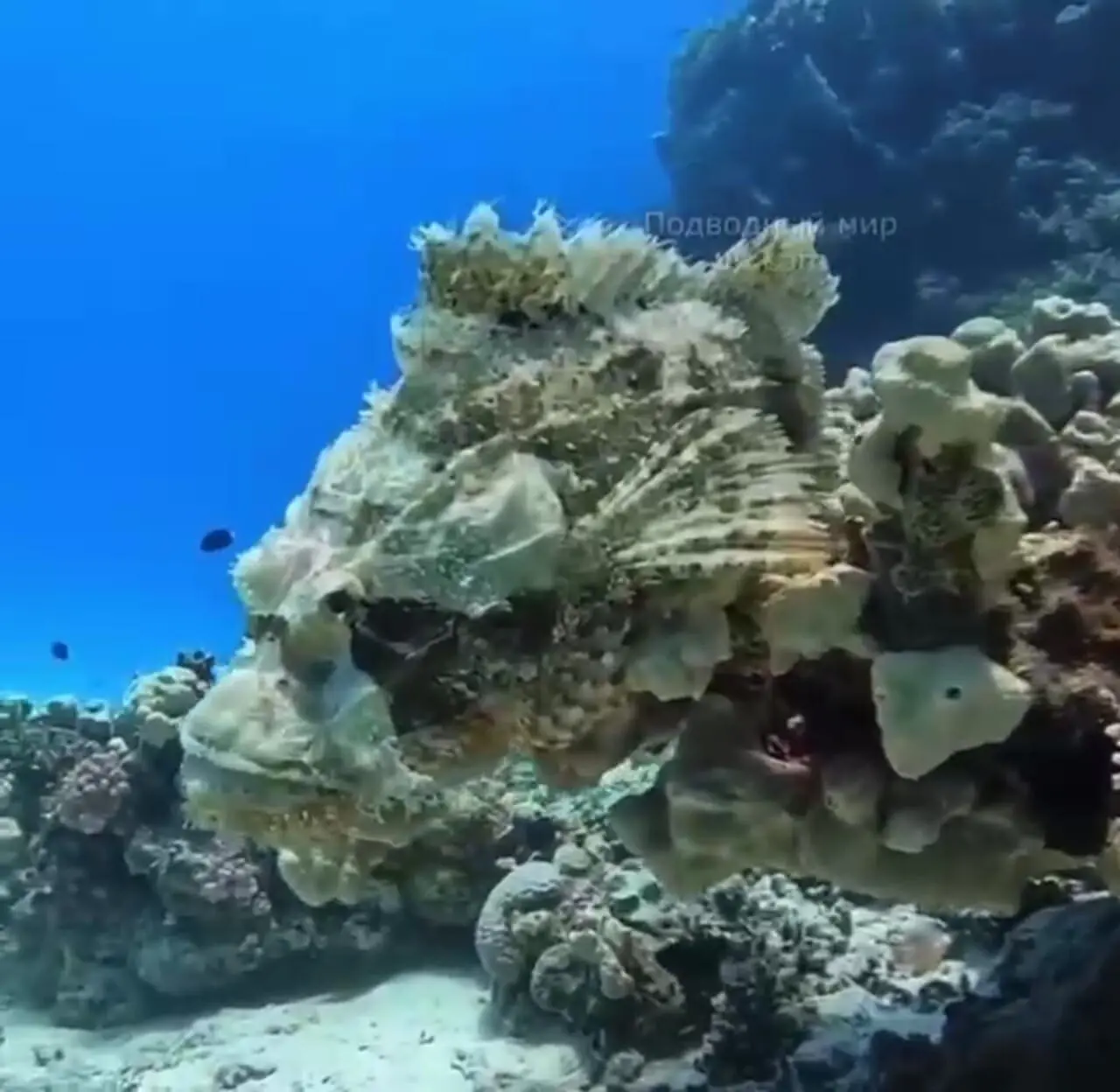فیلم جالب از اعماق دریا با وجود عقرب ماهی