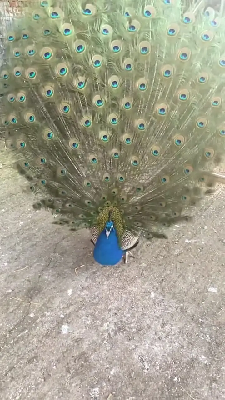 زیبایی بی حد و مرز طاووس را ببینید + فیلم 