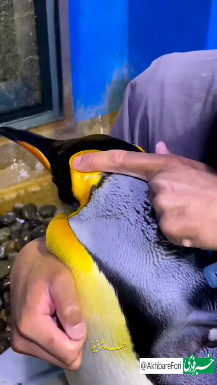 تراکم پر پنگوئن برای محافظت از سرما