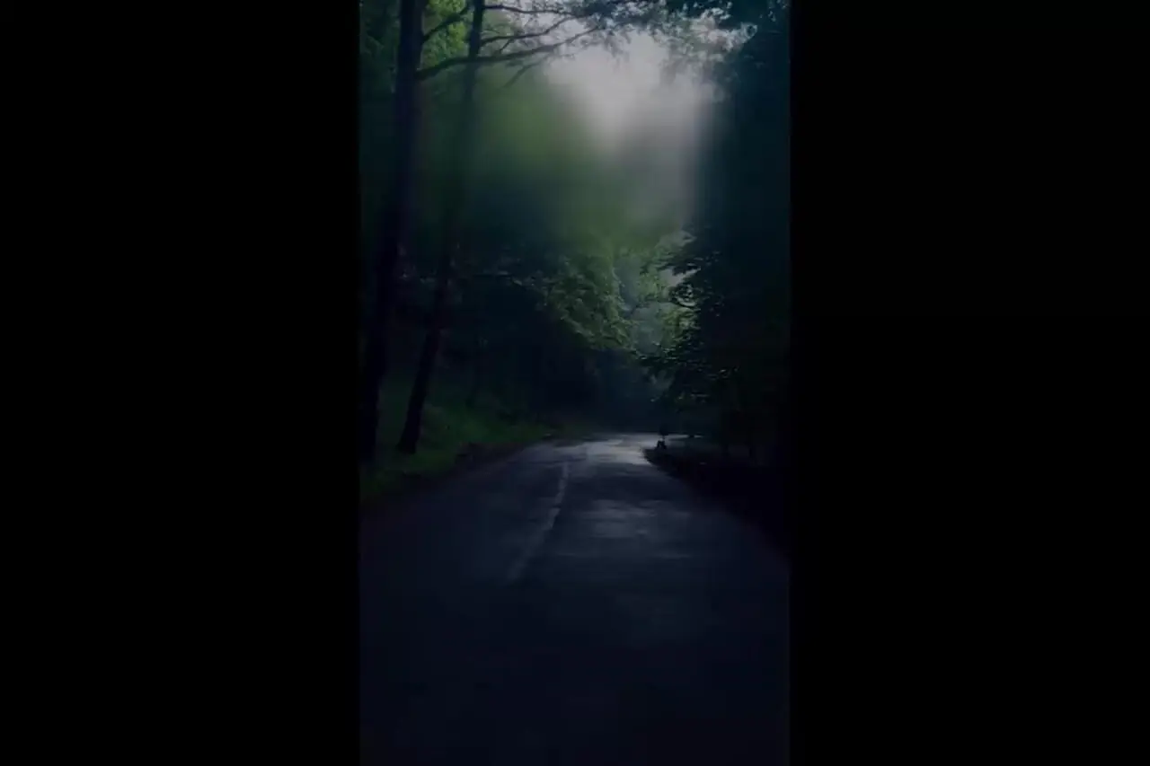 جاده جنگلی زیبای دالیخانی