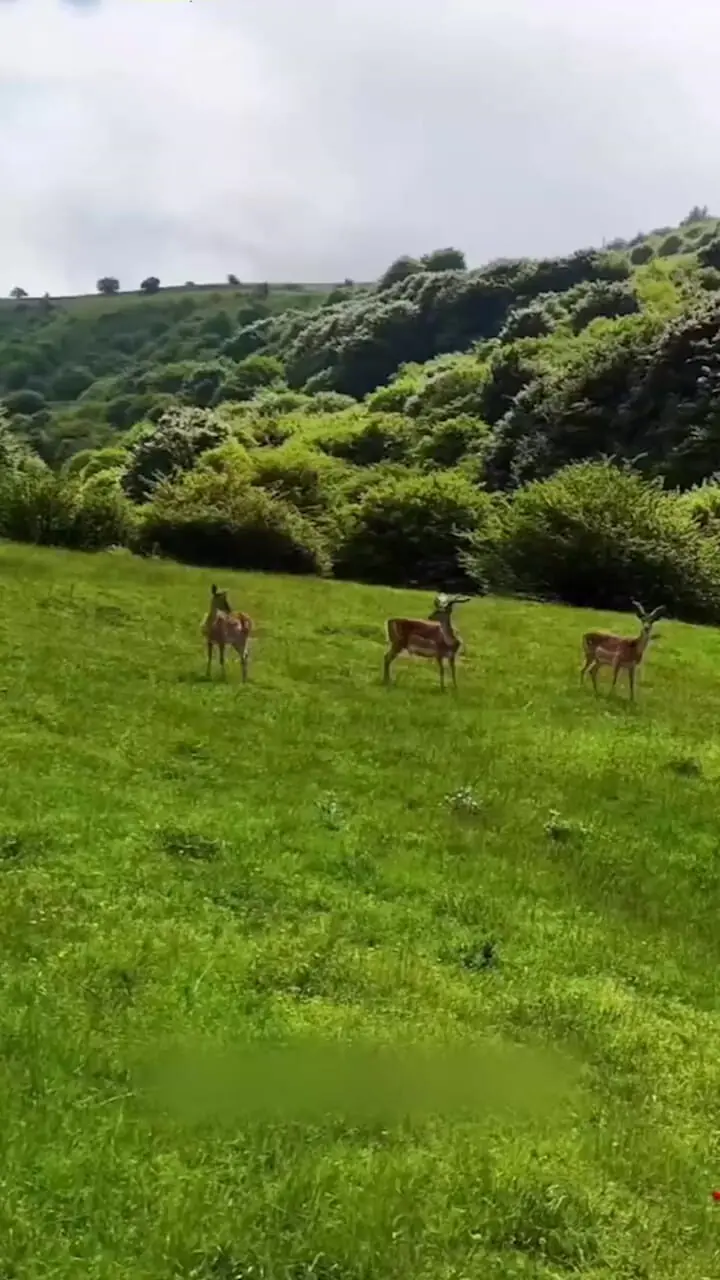 طبیعت بکر و زیبای فندقلو اردبیل