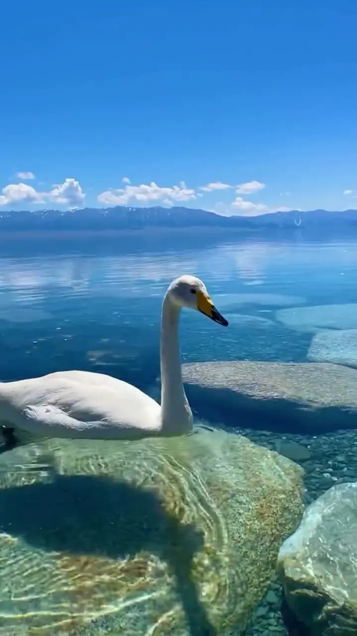 فیلم چشم نواز از شنای قو در آب زلال دریاچه
