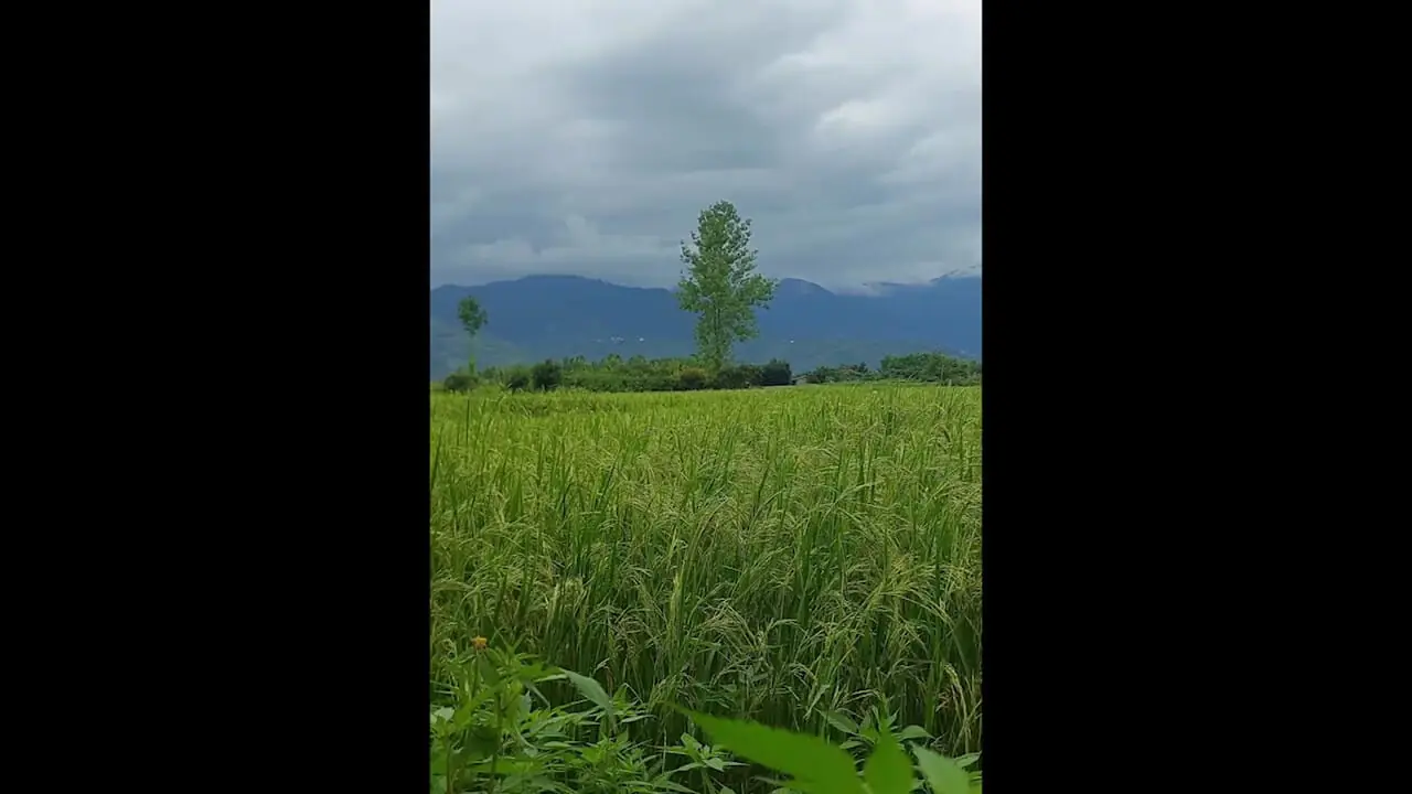 فیلم چشم نواز از دانه های سبز برنج در شالیزار