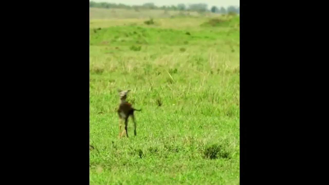 بچه غزال ها در چنگال  شکارچیان