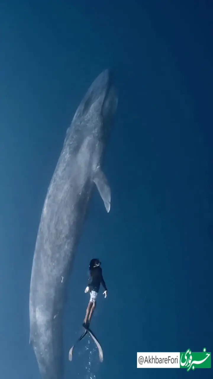 شنای غواص و نهنگ در کنار هم 