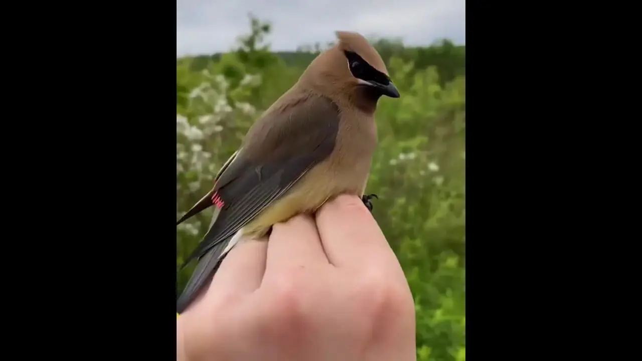 زیبایی چشم نواز پرنده 