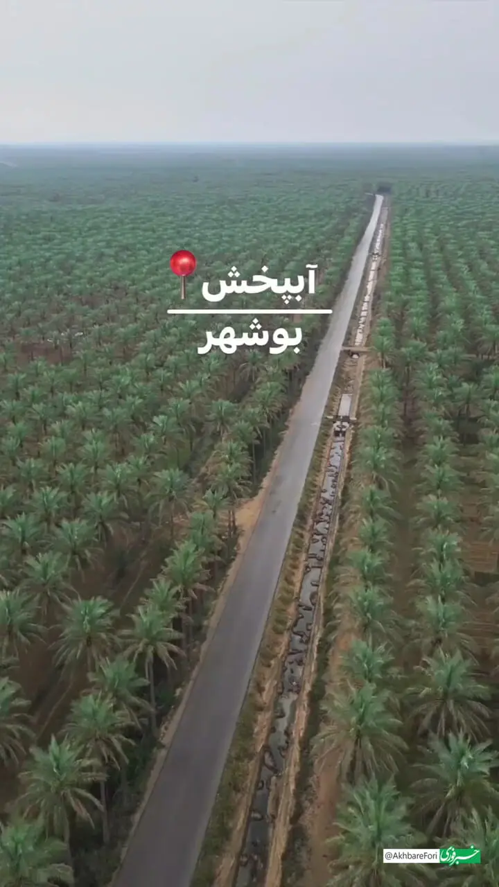 بزرگترین جاده نخلستانی ایران