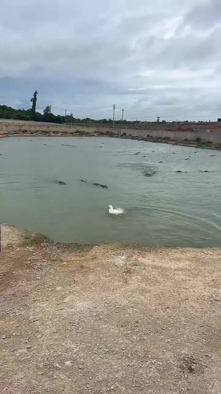 رها کردن اردک زنده در برکه تمساح ها 