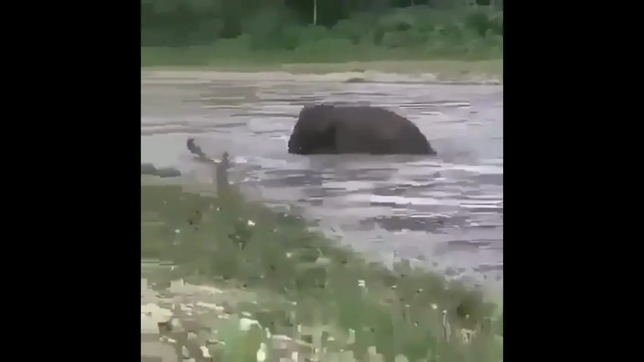  عکس العمل جالب فیل به مردی که در رودخانه درخواست کمک کرد