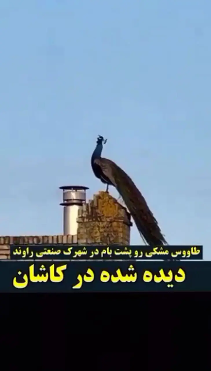 مشاهده طاووس سیاه روی پشت بامی در کاشان 