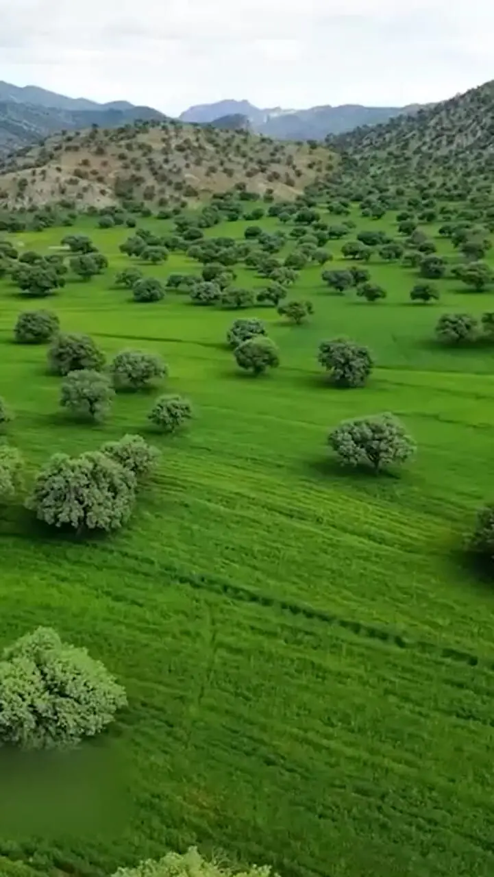 جنگل‌ های بلوط استان فارس را ببینید