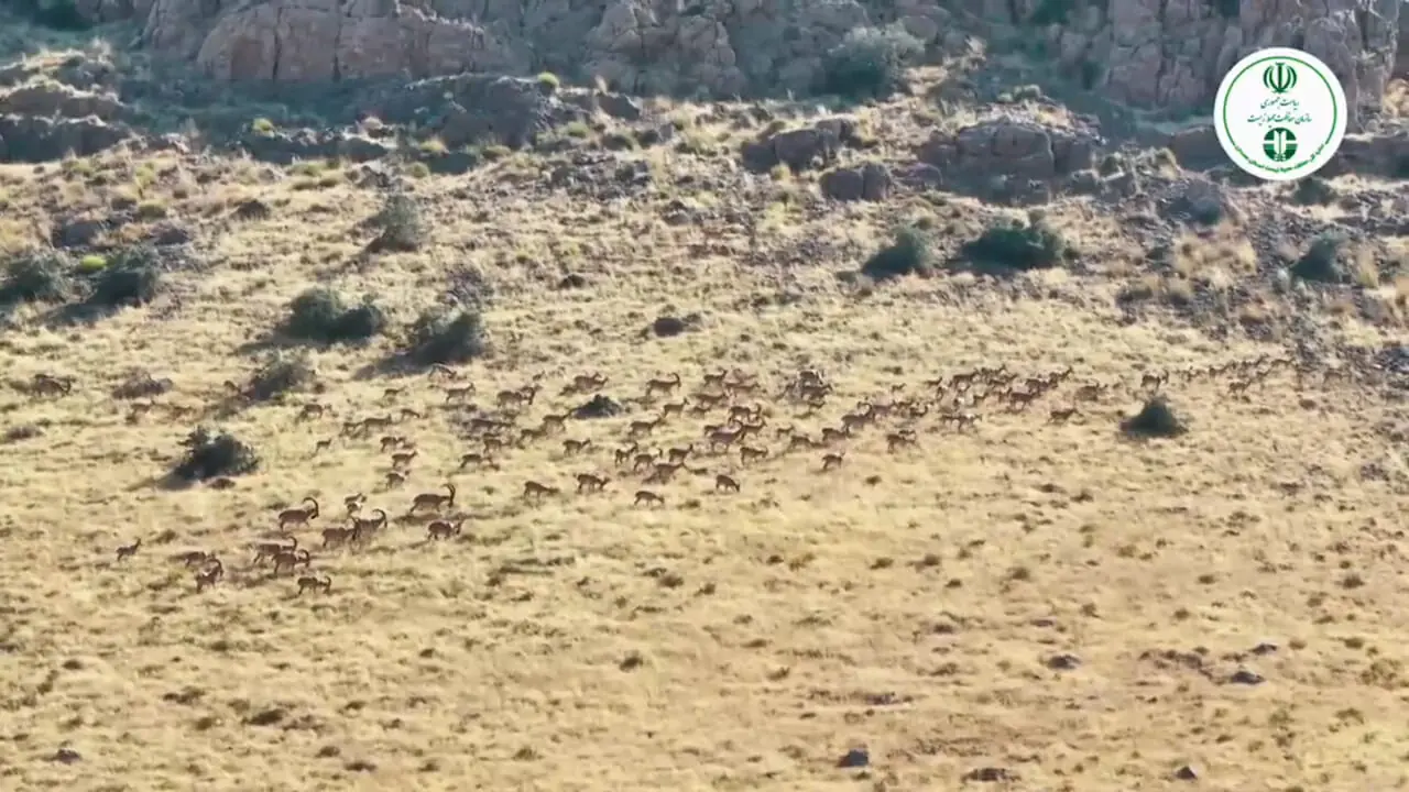  سرشماری پهبادی وحوش منطقه حفاظت شده خانگرمز تویسرکان