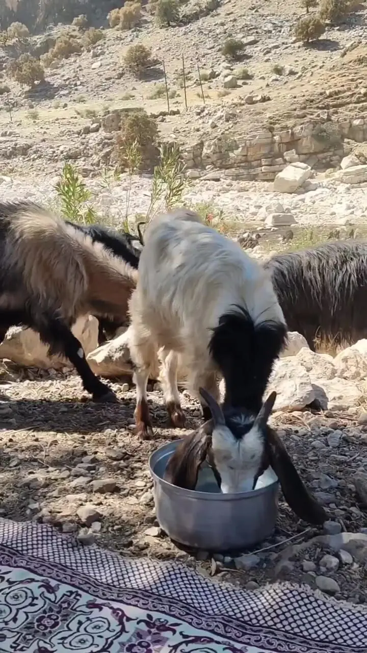 منگره و گرداب گله بز؛ چشم‌اندازهای منحصربه‌فرد در بخش الوار گرمسیری