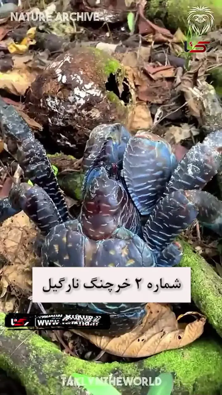 فیلم خرچنگ عنکبوتی ژاپنی / غول خرچنگ از ماشین شما بزرگتر است